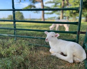 Read more about the article The Work