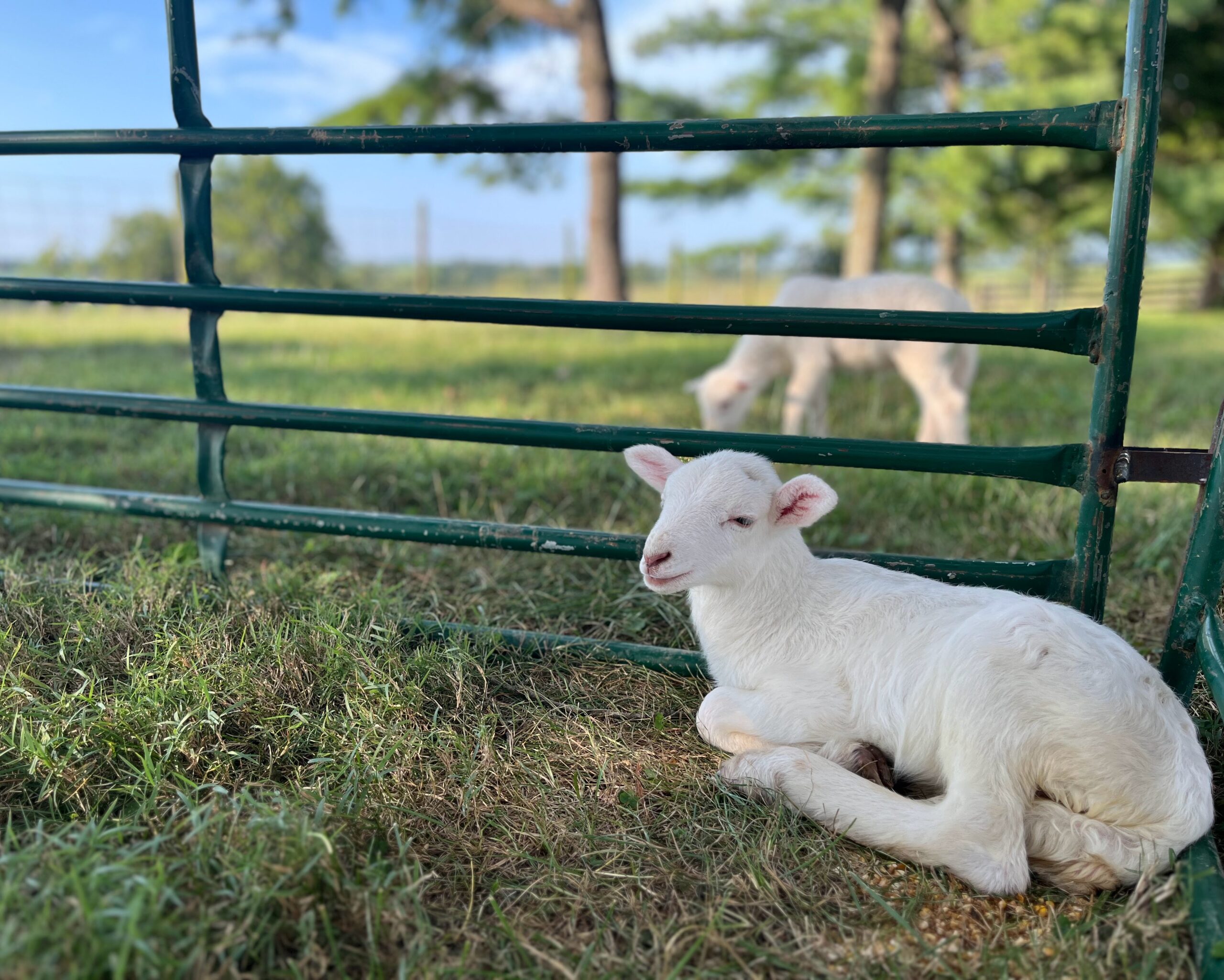 Read more about the article The Work