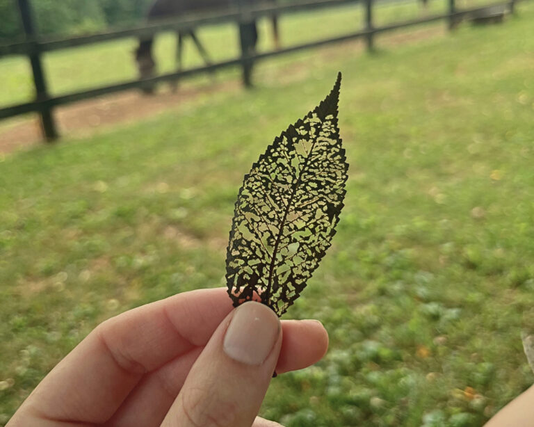 What Chronic Illness Has Given Me