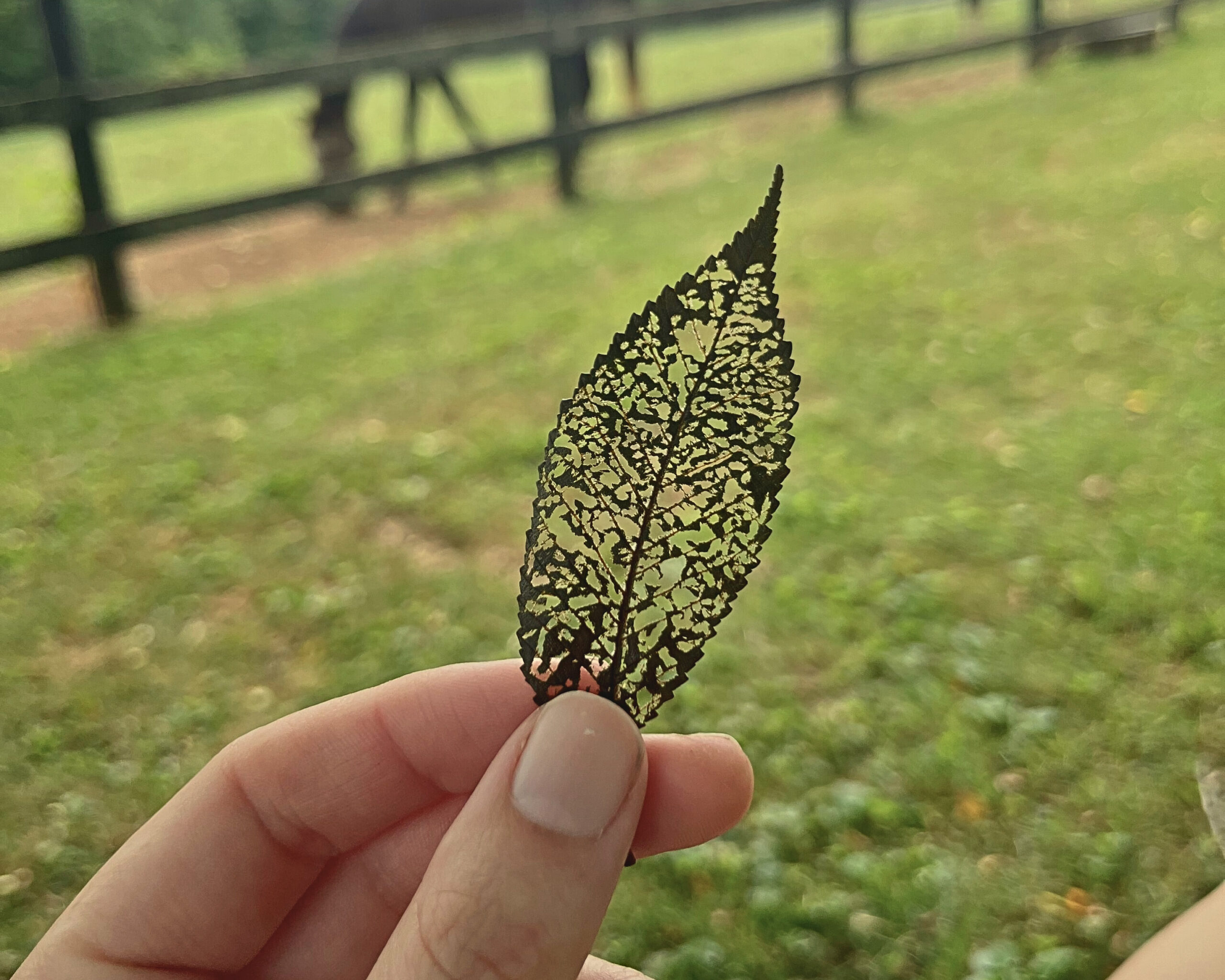 Read more about the article What Chronic Illness Has Given Me